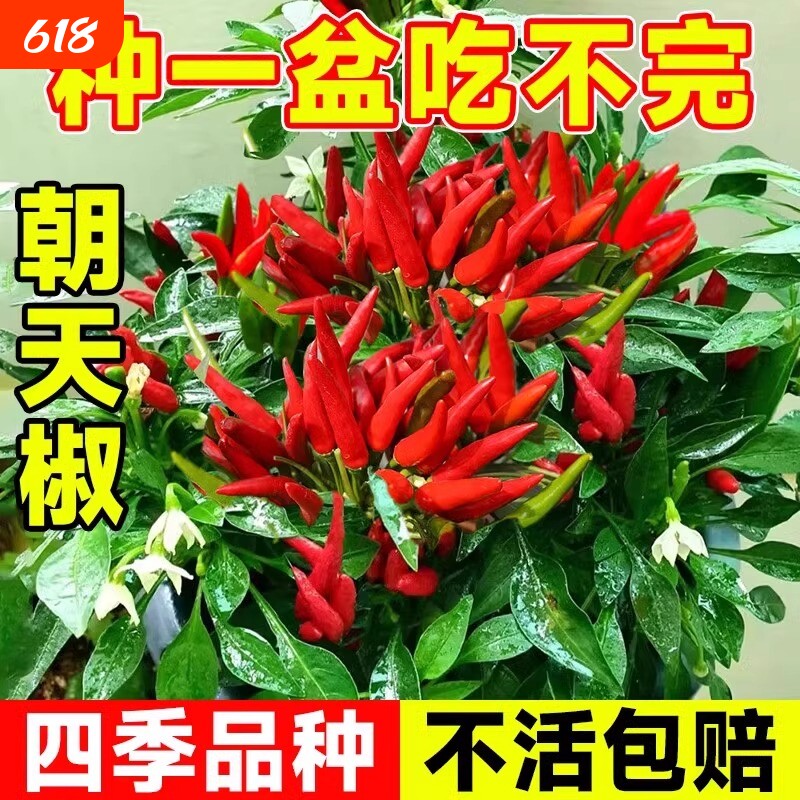 朝天椒种子超辣小米椒青椒早熟辣椒种籽阳台盆栽四季农家蔬菜种孑