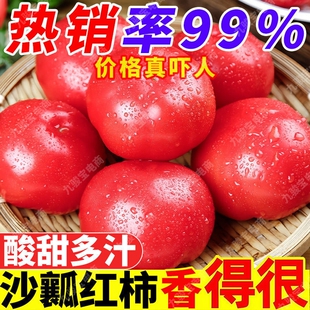 攀枝花高山农家现摘自然熟沙瓤水果西红柿新鲜蔬菜普罗旺斯小番茄