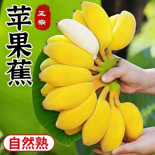 正宗苹果蕉5斤粉香蕉新鲜自然熟当季水果粉蕉小米焦自提现摘香甜