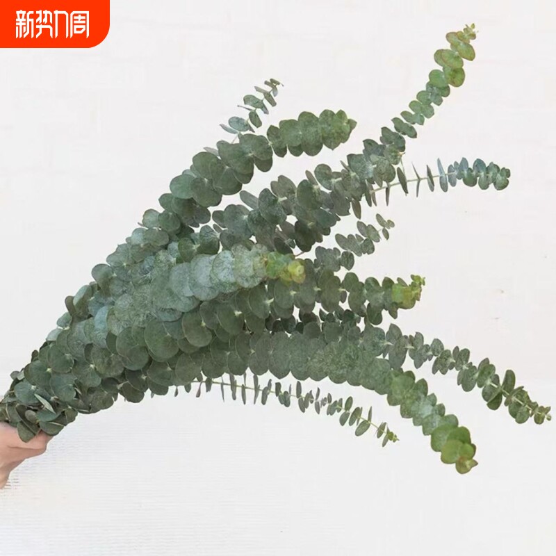 尤加利叶云南鲜花配草基地直发花材搭配花束插瓶水养周边插花水培