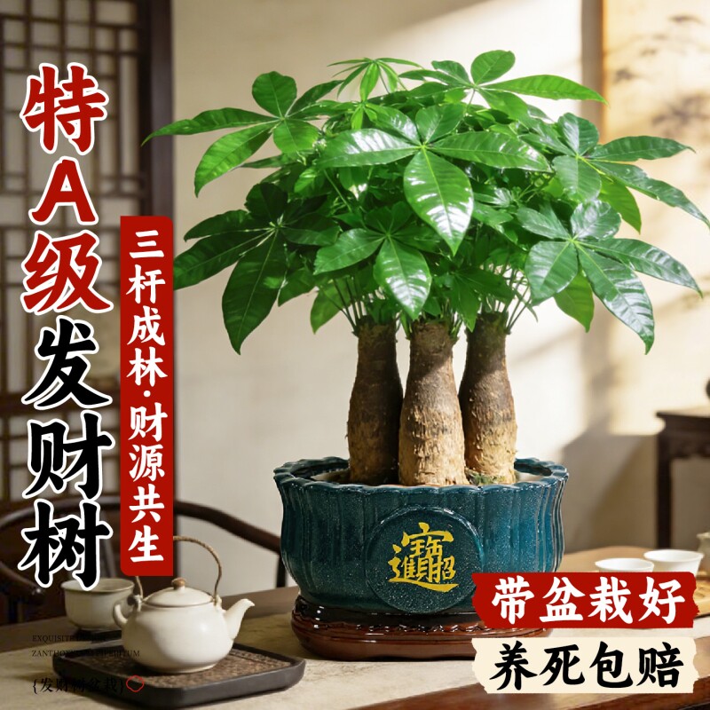 三杆发财树大盆绿植中式小盆景四季常青好养盆栽室内开业招财植物