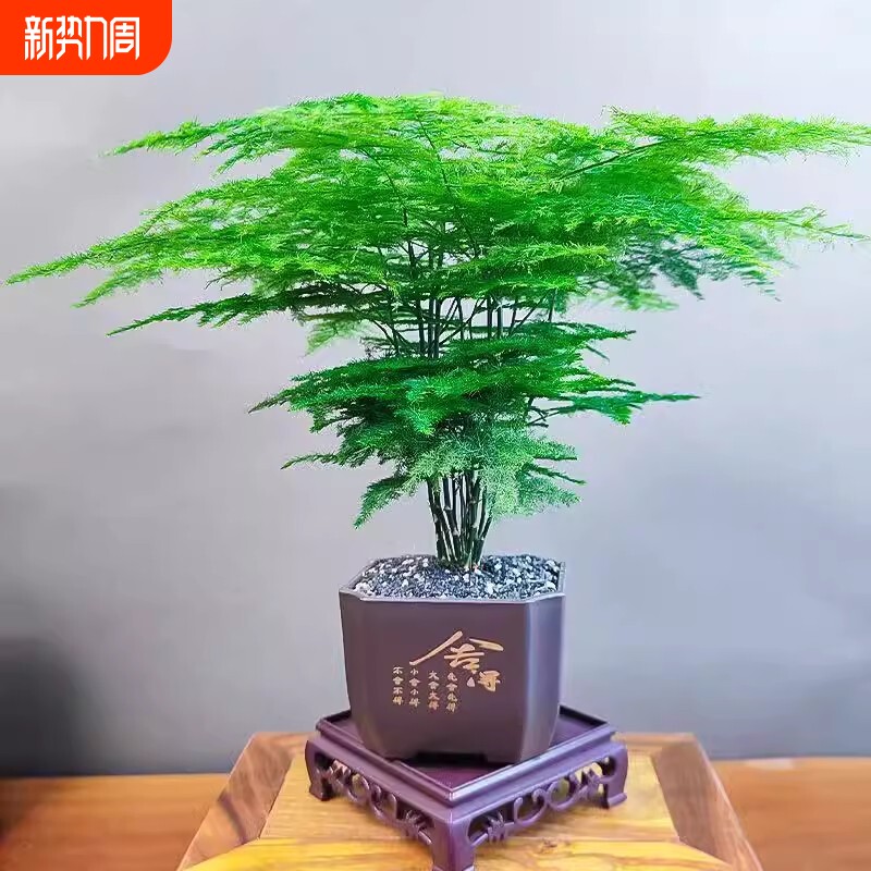 文竹盆栽水培植物老桩花卉室内桌面盆景四季常青绿植摆件客厅造景