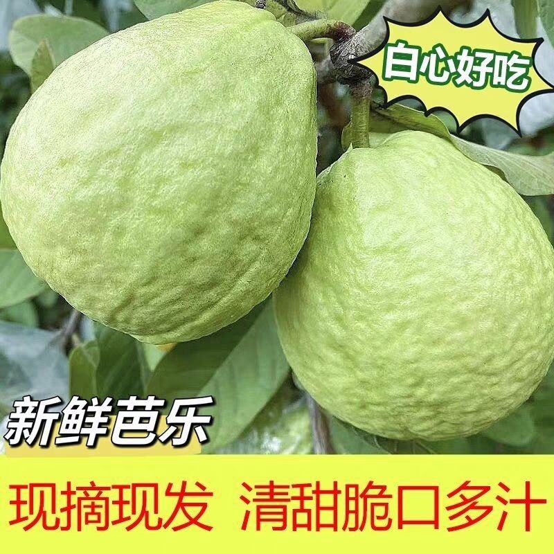 广东脆口白心芭乐水果番石榴当季新鲜老树孕妇爆汁甜软糯鲜果现摘