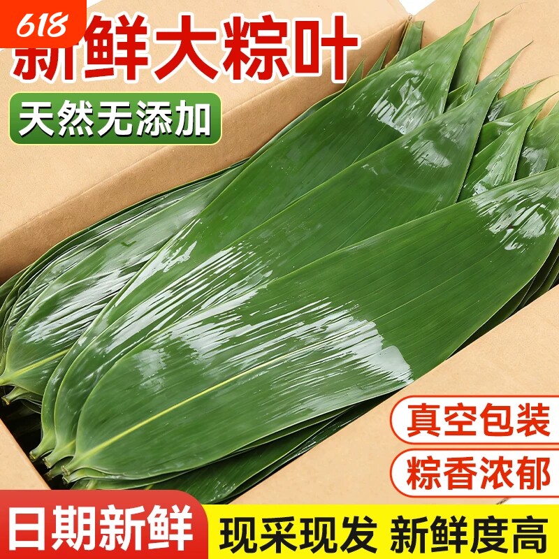 粽子叶棕叶新鲜大号新叶包粽子专用的叶子端午节商用批发干粽叶大