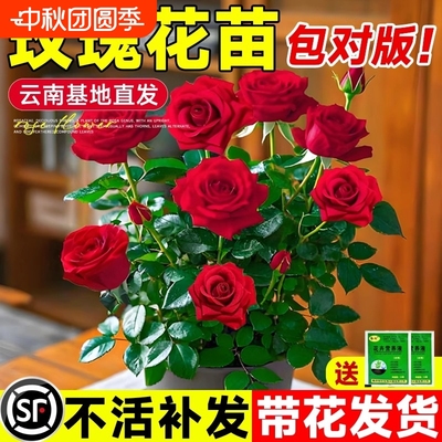 玫瑰花苗带花苞蔷薇月季特大花四季开花阳台盆栽花卉室内外绿植物