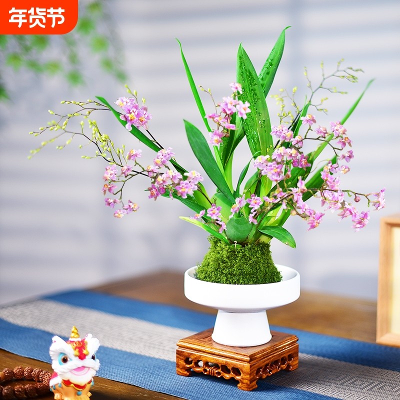 文心兰梦香兰带花苞植物办公室客厅室桌面花卉绿植小盆栽好养淡香