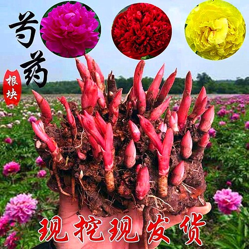 重瓣大花芍药花苗种根根块盆栽花