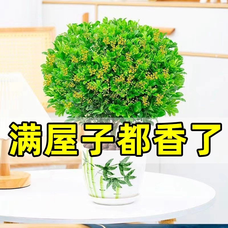 米兰花盆栽带花苞茉莉花室内四季开花九里香老桩盆景驱蚊绿植阳台图片