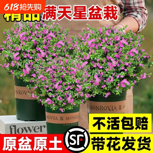 满天星盆栽带花苞四季开花室内长寿花好养植物花苗阳台客厅小苗