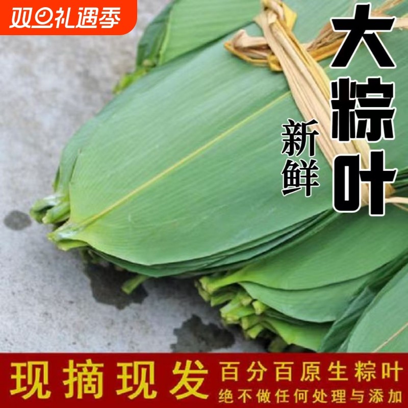 特大新鲜粽叶100片天然野生箬叶包粽子叶子非干粽叶新叶竹叶包邮