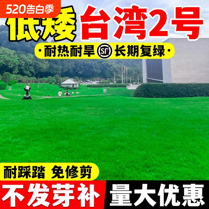 台湾二号草籽草坪种子结缕草矮生四季青庭院别墅工程绿化耐寒草种