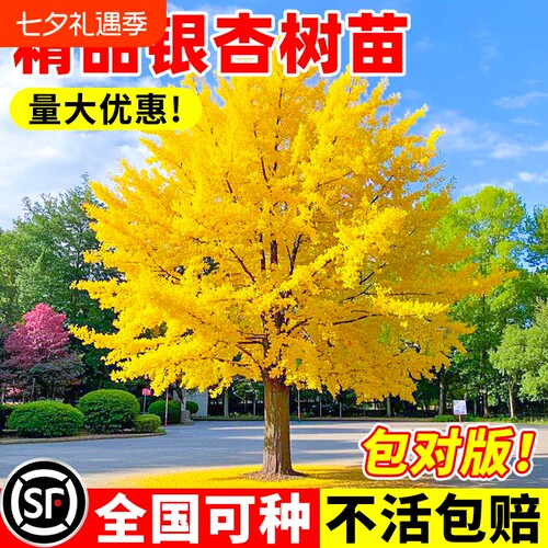 银杏树活苗金叶别墅庭院绿化风景室外大树苗行道树种植耐寒耐热
