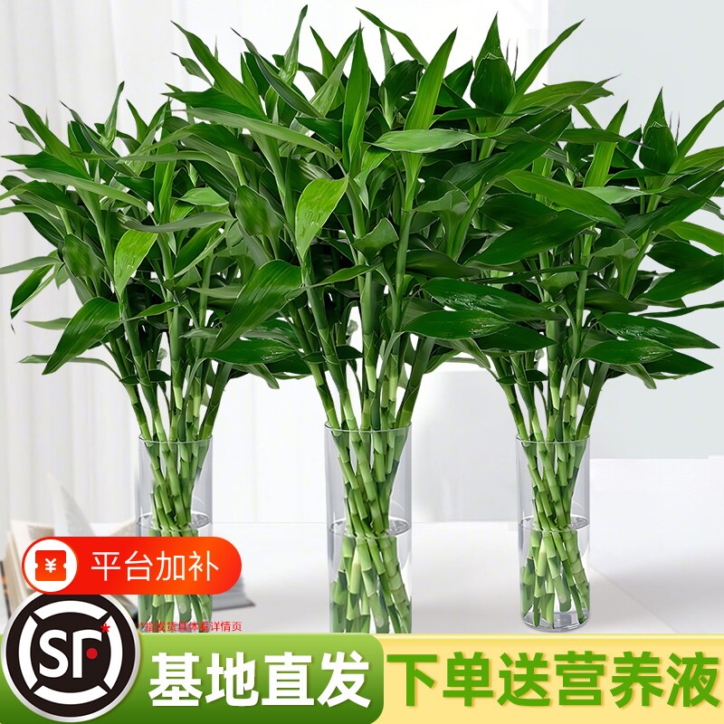 节节高富贵竹水培植物水竹绿植室内好养盆栽客厅招财粗杆带根竹子