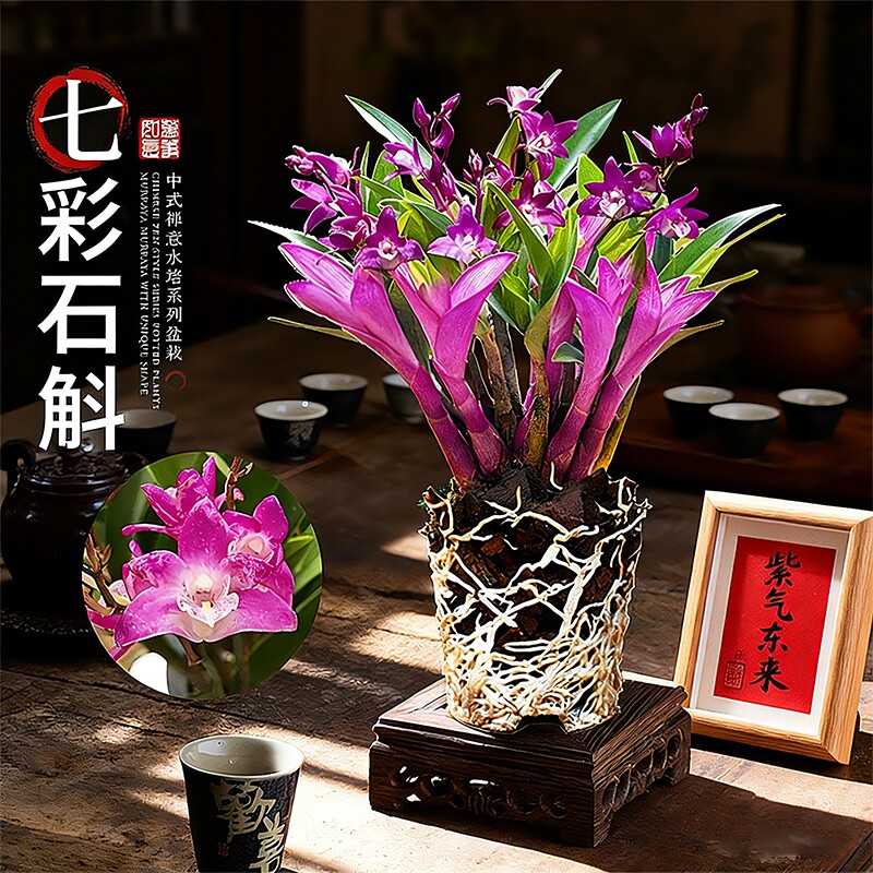 新品七彩香水石斛兰带花苞浓香好养年宵花卉盆栽净化空气水培绿植