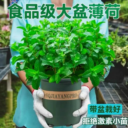 薄荷食用泡水驱虫薄荷盆栽