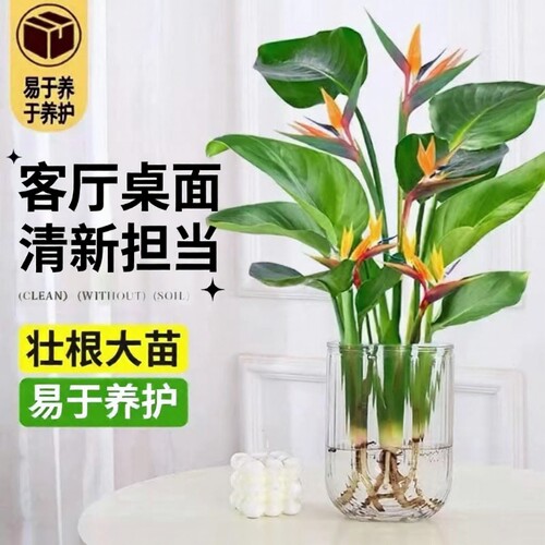 天堂鸟水培植物花卉室内客厅