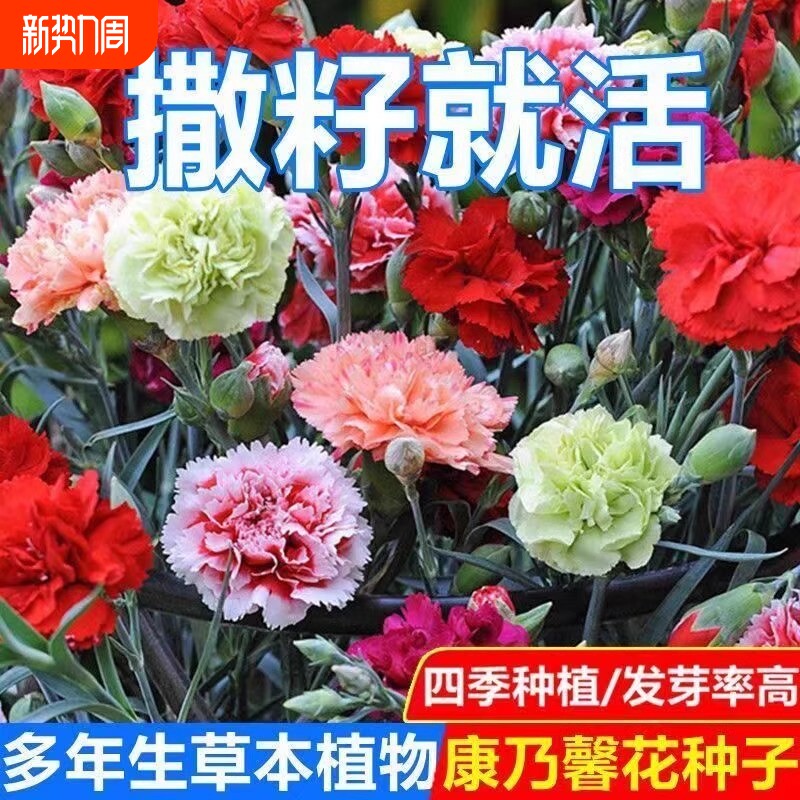 康乃馨花种子四季室内开花卉不断盆栽庭院花卉观花植物花籽好养活