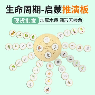 蒙氏教具动植物生命周期循环游戏板拼图幼儿园亲子互动木质玩具