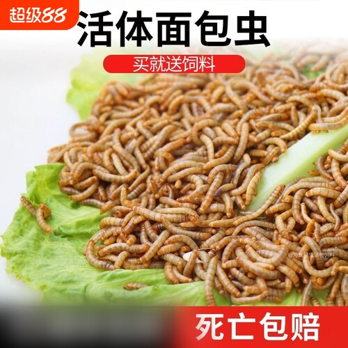鲜活体面包虫龙鱼爬虫蜥蜴守宫饲料龙猫八哥鸟食粮黄粉虫活虫一斤