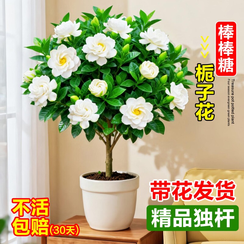 独杆栀子花盆栽带花苞室内阳台鲜花棒棒糖花苗四季开花浓香型花卉