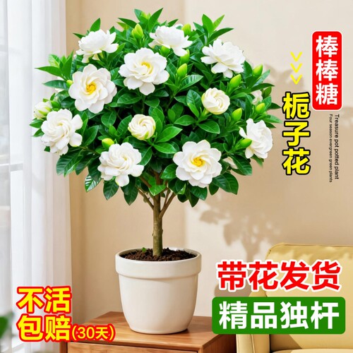 独杆栀子花盆栽带花苞室内阳台鲜花棒棒糖花苗四季开花浓香型花卉