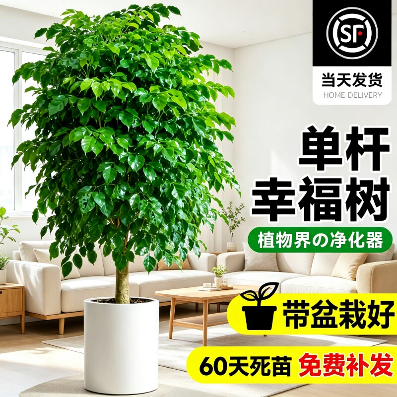 单杆幸福树盆栽室内客厅大型绿植净化空气绿宝除甲醛植物大气耐阴