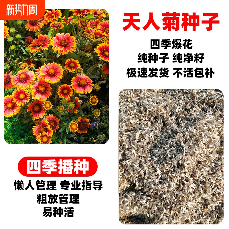 天人菊种子四季播种宿根耐寒庭院虎皮花种重瓣野花阳台开花多年生