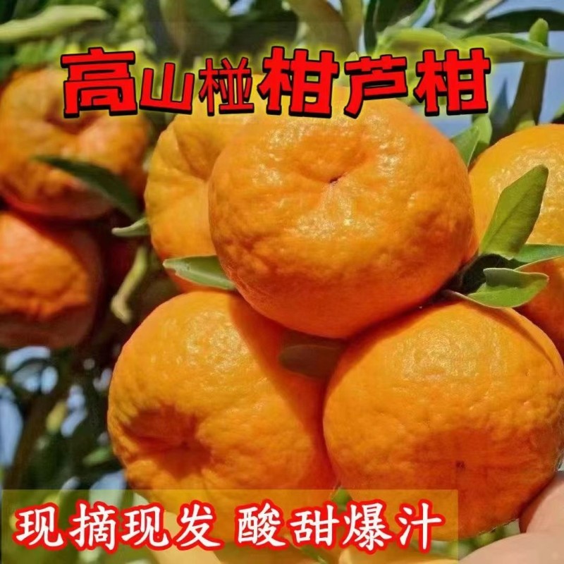 四川椪柑芦柑新鲜水果当季现摘现发高山柑橘桔子碰柑整箱年货节,水产肉类/新鲜蔬果/熟食,桔子,淘宝优惠券,粉丝福利购,淘宝优惠卷