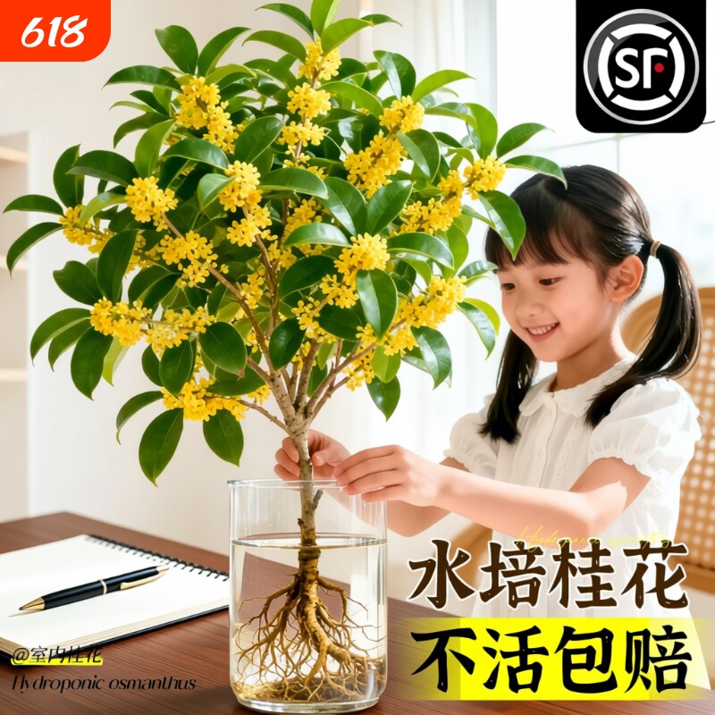水培四季桂花树苗带花苞盆栽客厅室内植物阳台花卉办公室桌面绿植