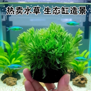 净水植物羽毛宝塔沼泽过滤水草大聚藻水陆缸养鱼养乌龟鳖淡水增氧
