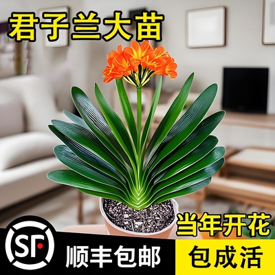 君子兰盆栽带花苞名贵花卉精品圆头和尚大苗当年开花植物客厅绿植