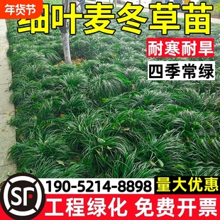 细叶麦冬草沿阶草庭院园林工程绿化植物中叶麦冬草四季常青耐寒旱