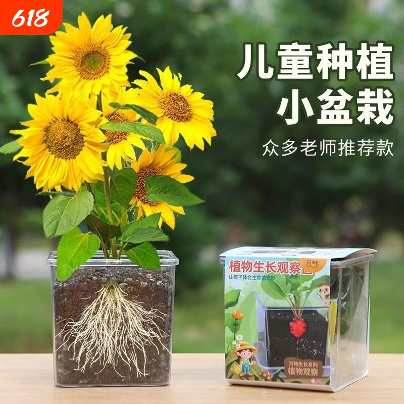 儿童种植小盆栽向日葵种子孑草莓种籽学生科学观察凤仙花实验植物