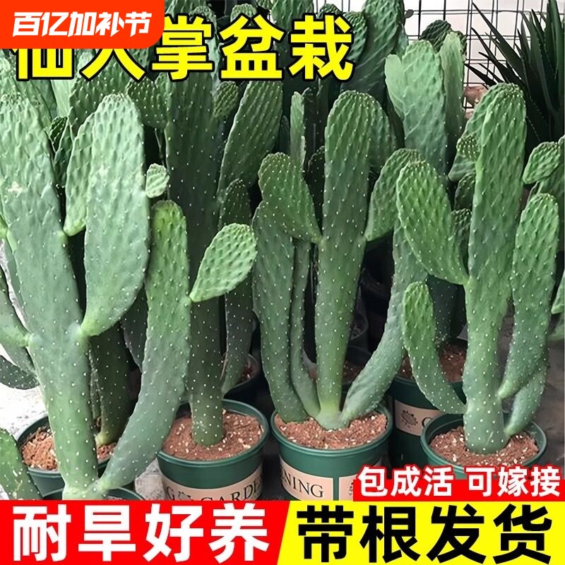 仙人掌盆栽米邦塔墨西哥苗可食用多肉植物嫁接绿植品种室内精品
