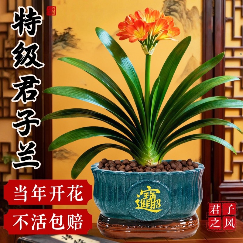 大号君子兰盆栽绿植花卉带花苞室内客厅办公室当年开花国宝级精品
