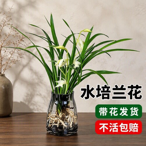 室内耐寒兰花苗盆栽|超1万次加购