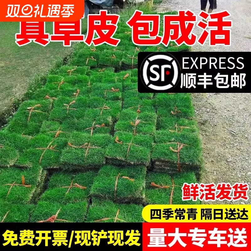草皮真草坪带泥土花园别墅绿化四季青果岭草马尼拉台湾草草皮带土