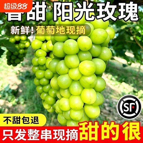 阳光玫瑰葡萄顺丰快递青提子