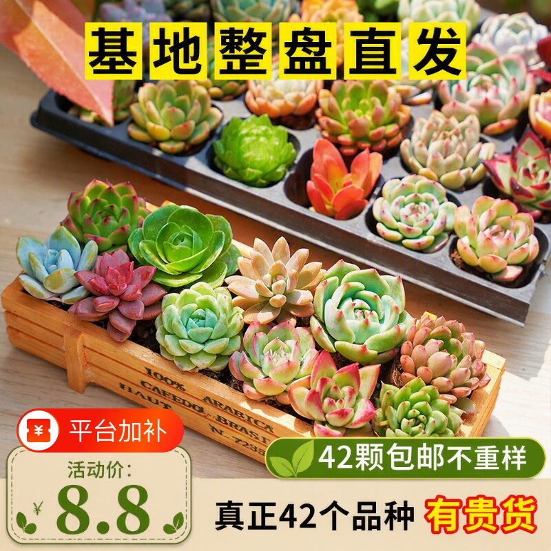 多肉植物室内盆栽好养套餐组合新手带盆肉肉精品玉露桃蛋绿植花卉