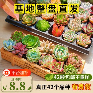 多肉植物室内盆栽好养套餐组合新手带盆肉肉精品玉露桃蛋绿植花卉