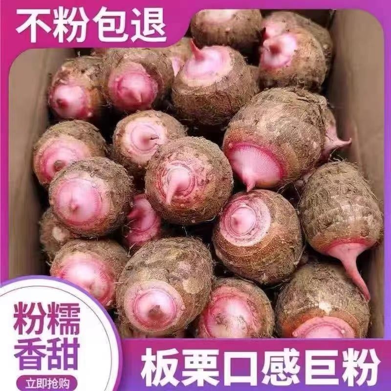 浙江金华红芽芋当季新鲜小香芋艿牛奶芋头槟榔毛芋头蔬菜软糯芋头