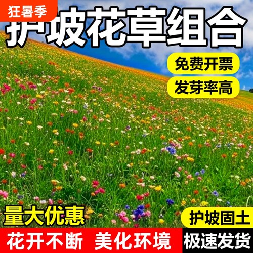 护坡固土草籽草花混合山体喷播草籽种耐寒耐旱生态修复灌木混播籽
