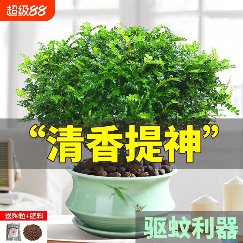 胡椒木盆栽花卉室内外驱蚊草植物树苗老桩盆景九里香绿植客厅造型图片