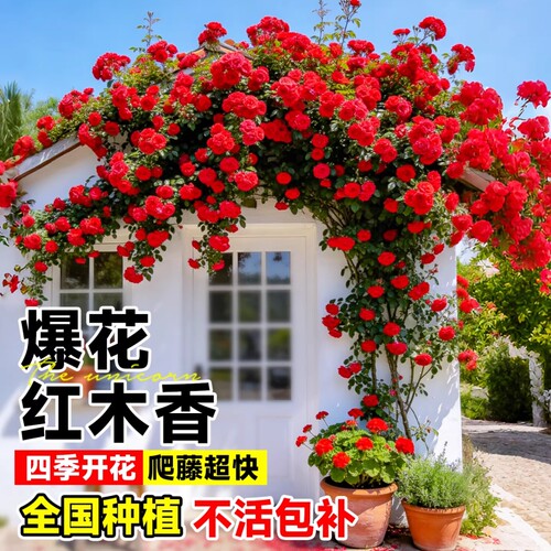 红木香花苗爬藤植物甜蜜黄白木香花树庭院四季开花卉盆栽大苗蔷薇