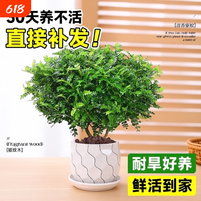 清香胡椒木盆栽花卉驱蚊草植物树苗老桩盆景九里香绿植好养陶瓷