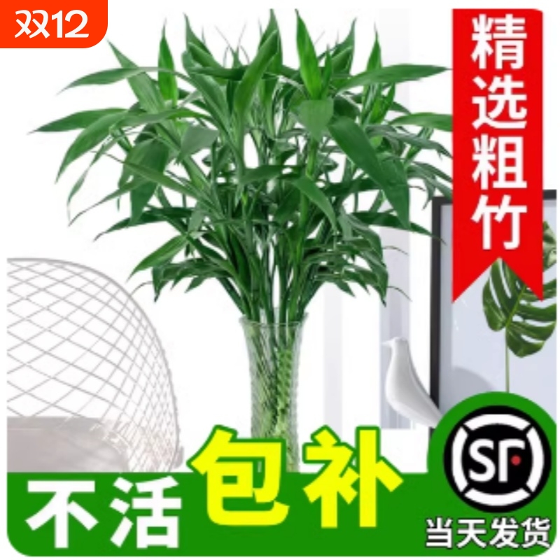 富贵竹水培植物转运竹子带根水养室内客厅绿植盆栽观音竹四季好养