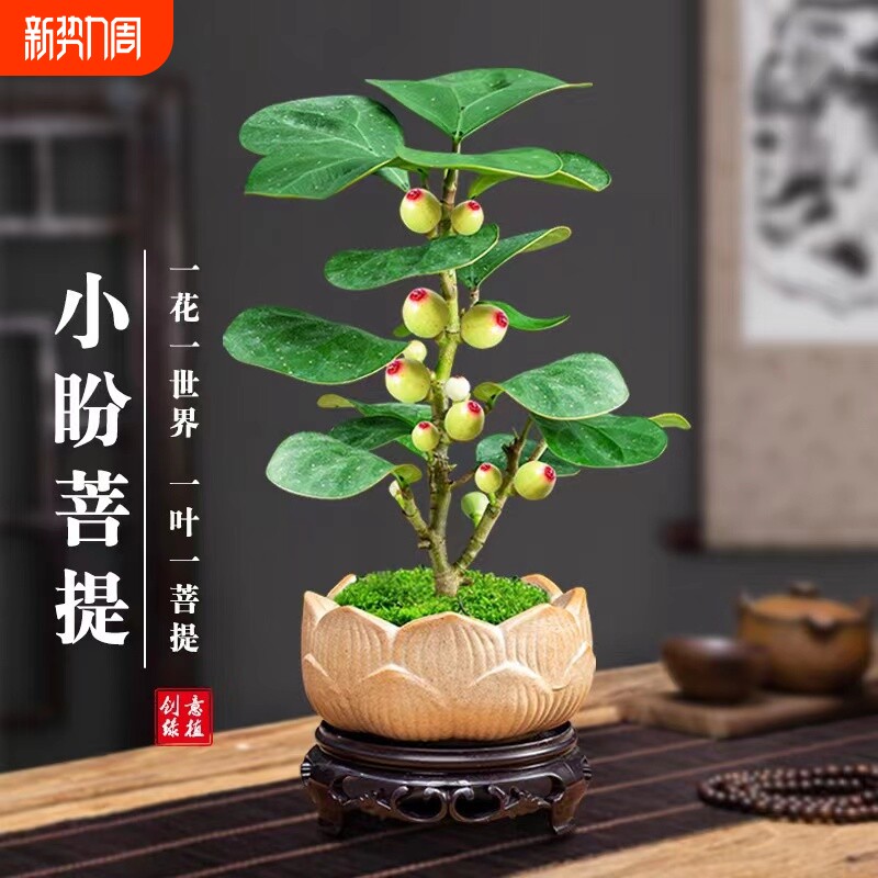 小盼菩提树盆栽禅意摆件发财树盆景办公室内桌面绿植物花卉客厅