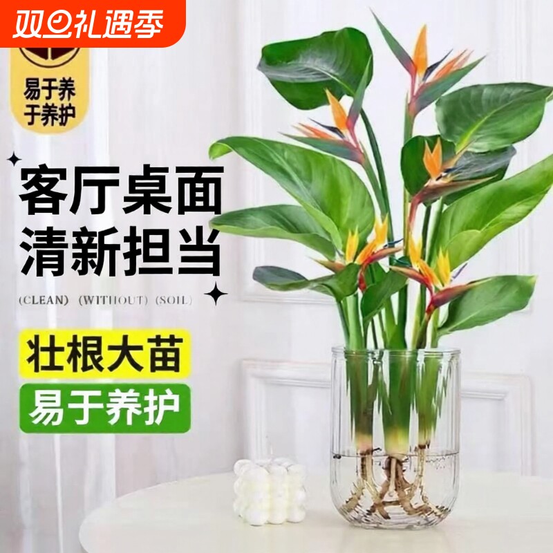 水培植物天堂鸟绿植室内外客厅桌面花卉盆栽鹤望兰四季常青