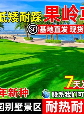 果岭草草籽四季常青免修剪耐寒耐旱高档矮生别墅小区绿化草种子孑