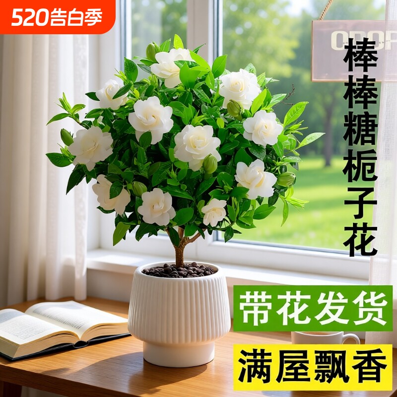 棒棒糖栀子花盆栽花卉绿植独杆四季开花大叶带花苞阳台浓香型植物